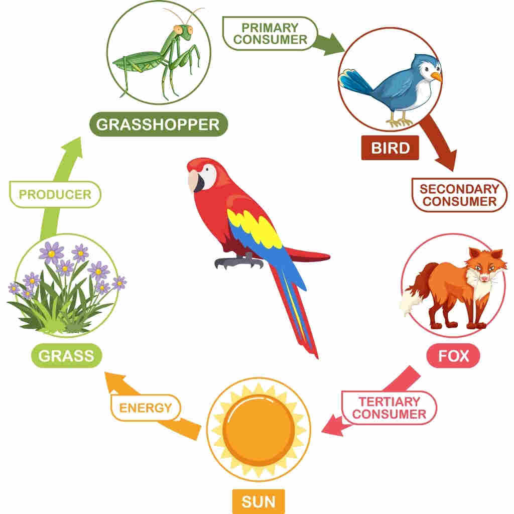 পশু ও পাখি